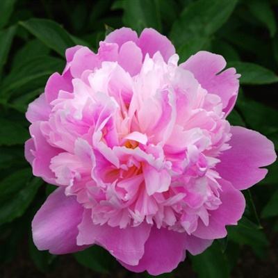 hth·华体育APP手机app下载